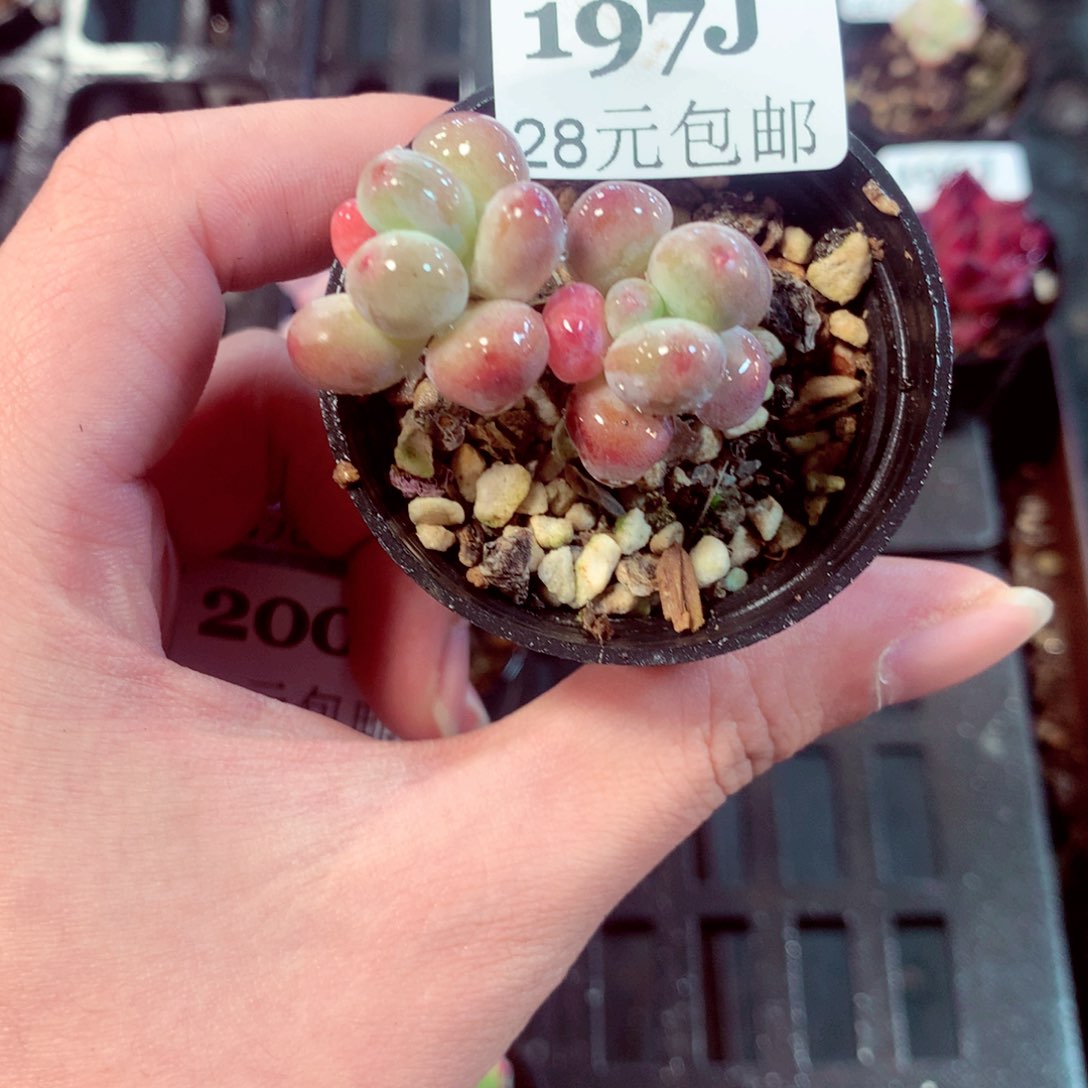 5厘米盆精控多肉197