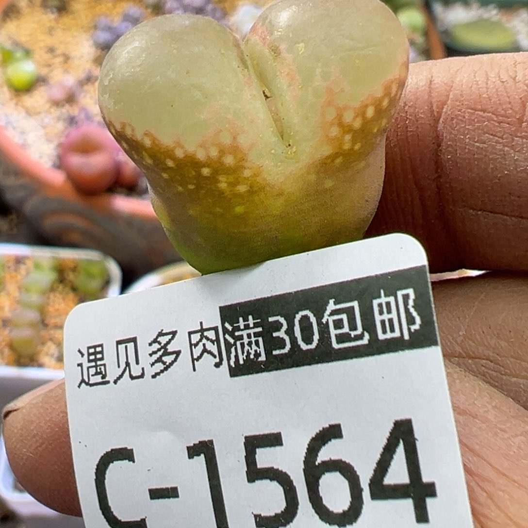 多肉植物111111111111111