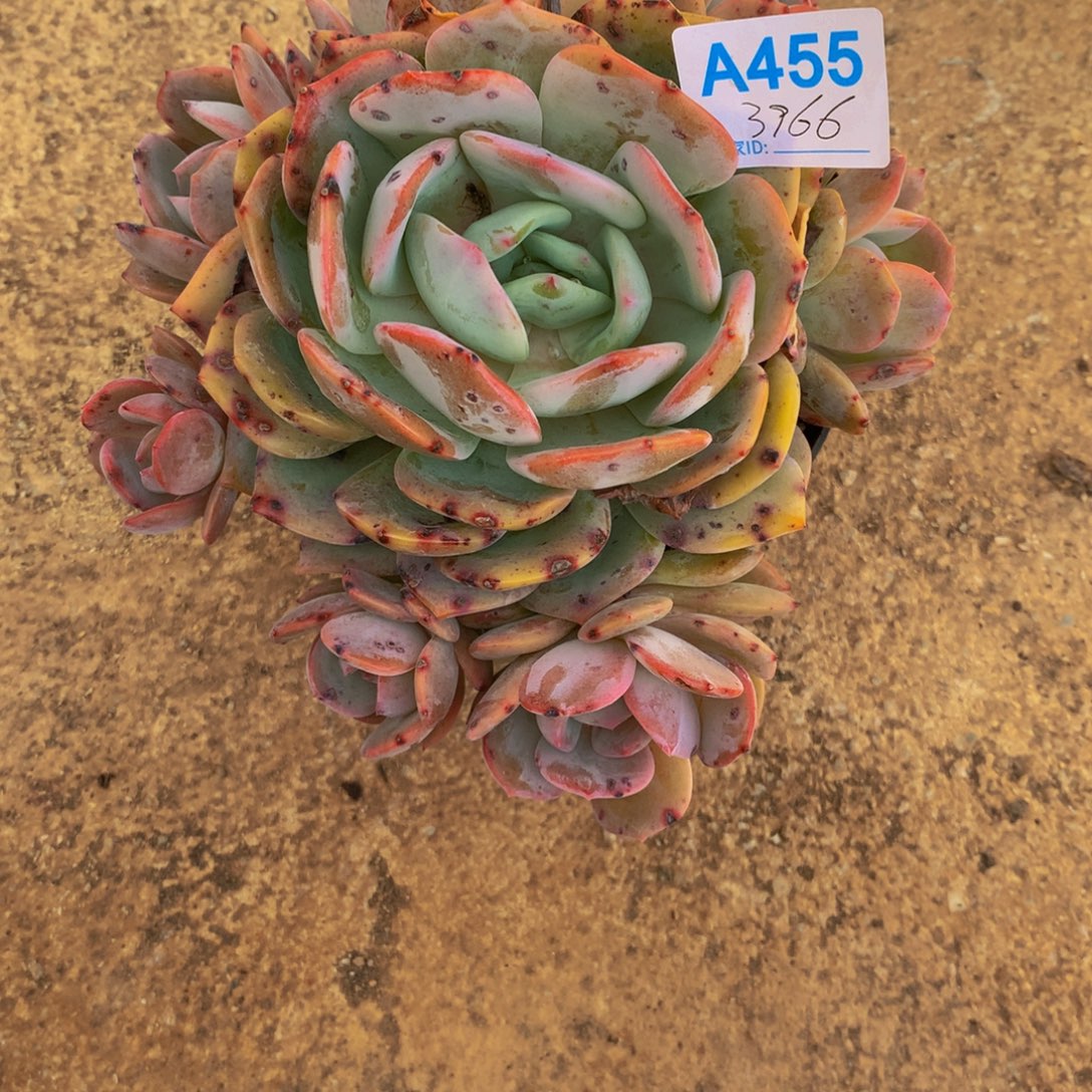 @****凤橙群生多肉植物