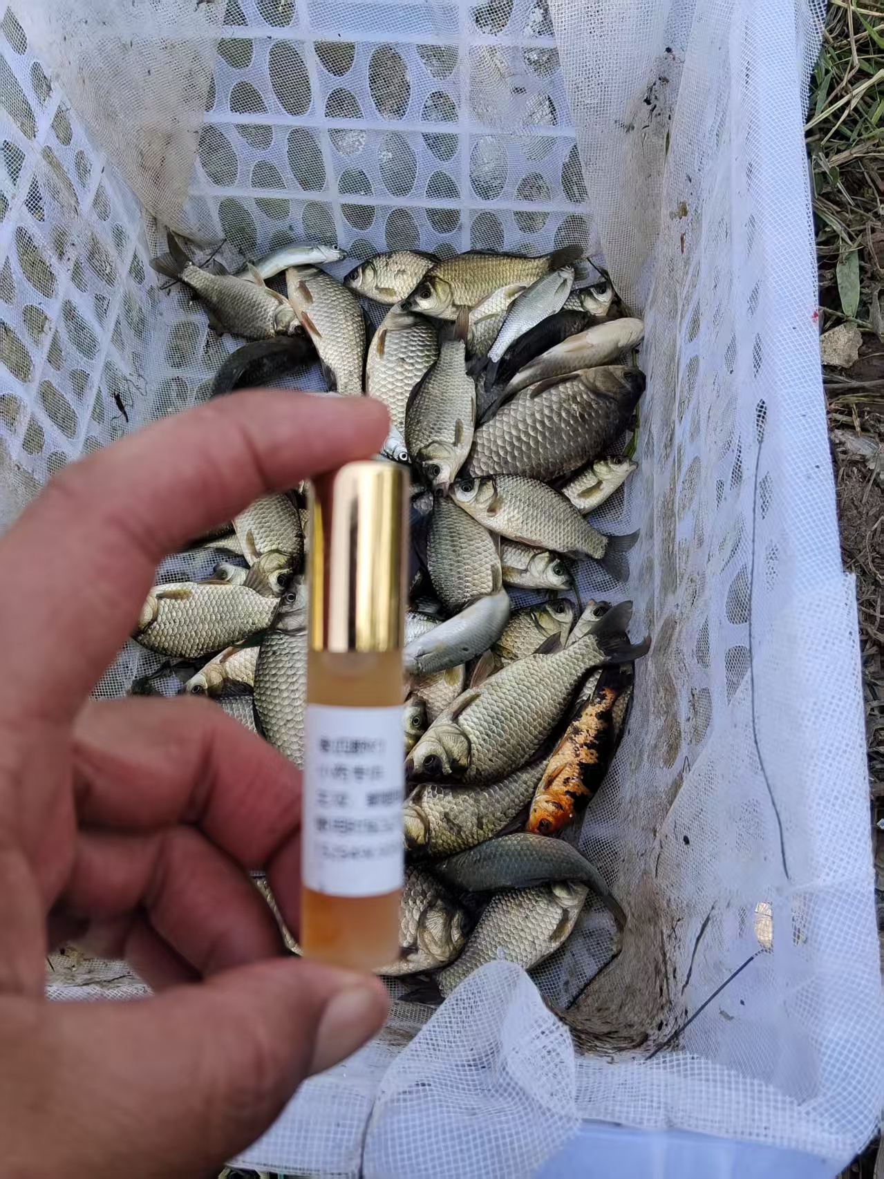 鲫鱼鲤鱼诱鱼添加剂10ML