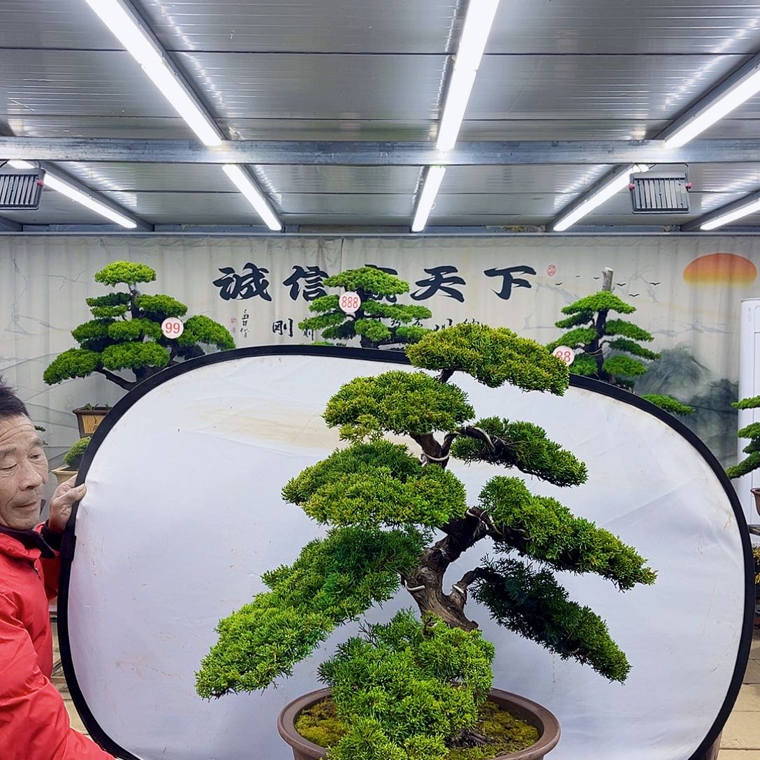 无花朵松柏盆景直播放漏中