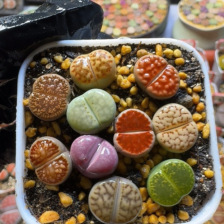 生石花2558888    71号