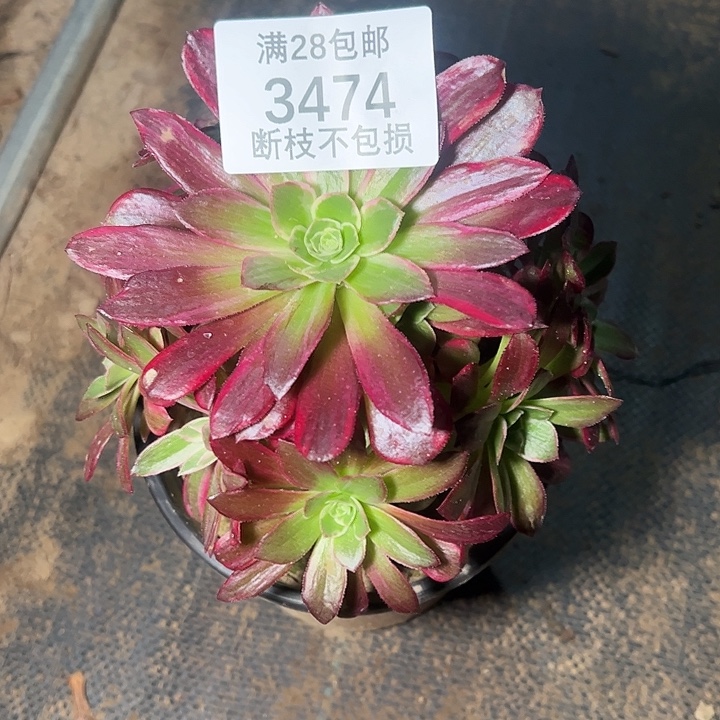 3474红玫瑰安娜多肉植物