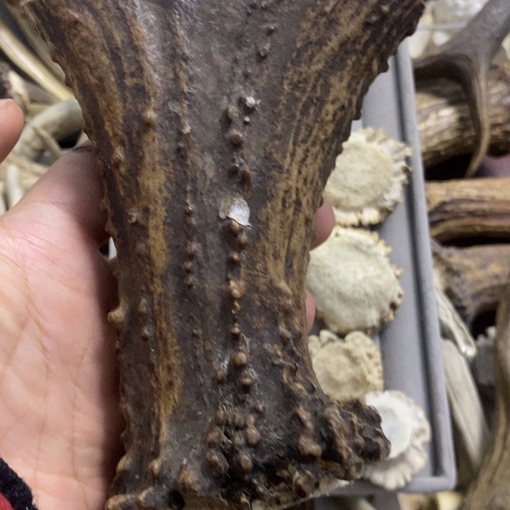 *****专拍专拍暮然回首