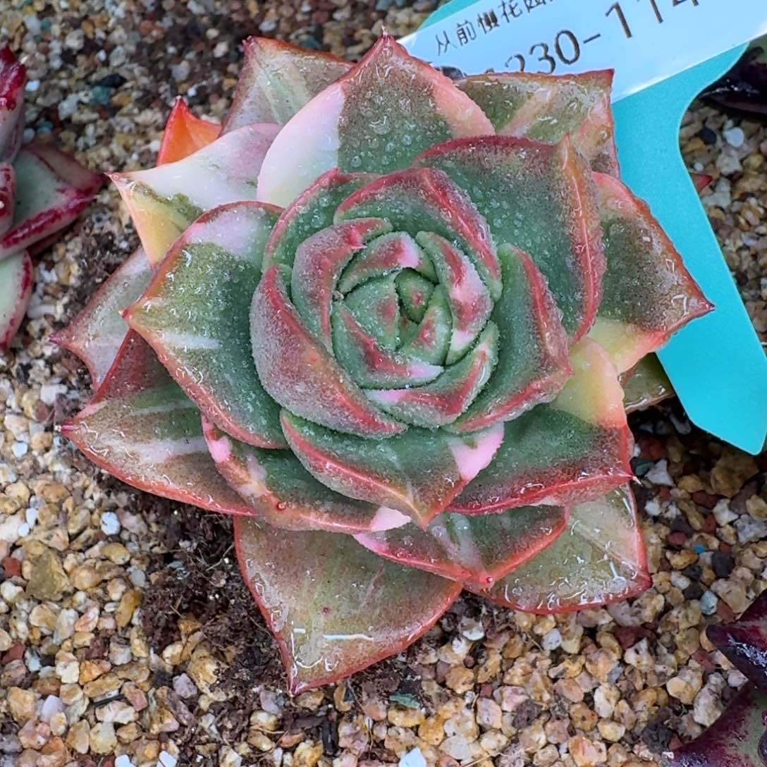 从前慢多肉精选编号1230.114