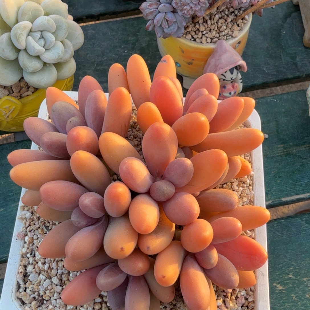 糖果美人一物一拍拍下不退不换