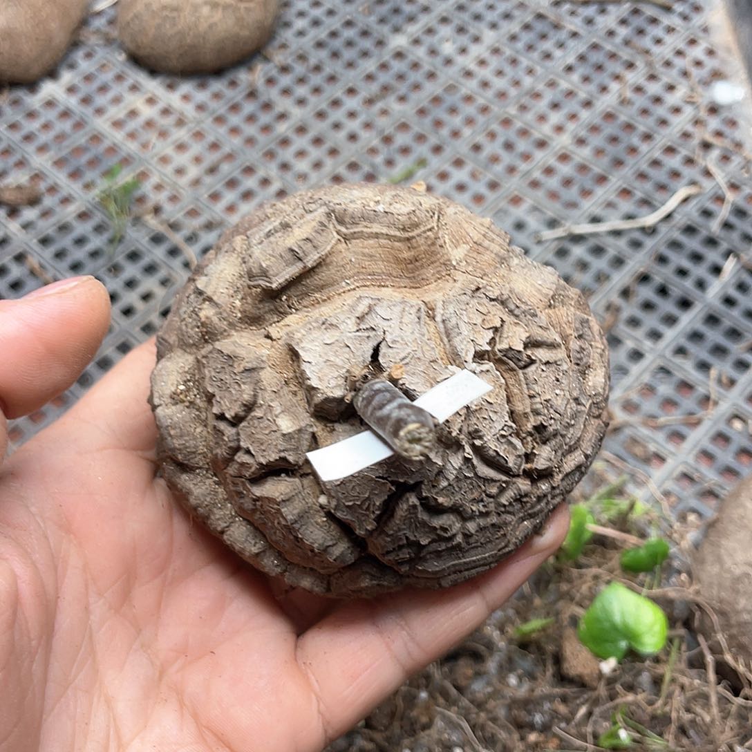 龟甲龙一物一拍2211号8.5cm