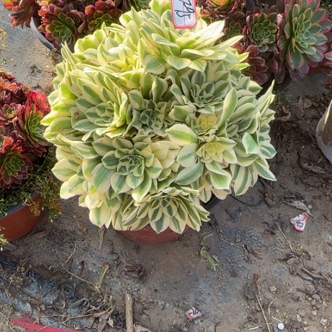 7-95迈巴赫朵朵福利多肉植物