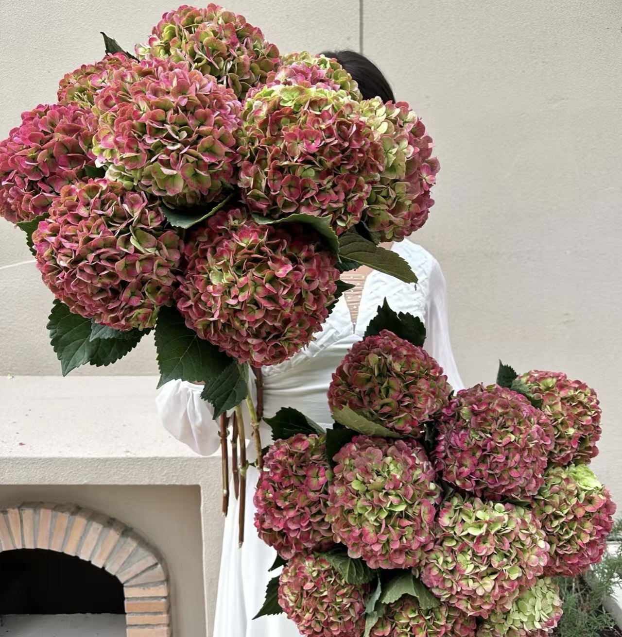 【复古系红秋绣球】 复古高级 超长花期 可做干花 云南基地直采直发