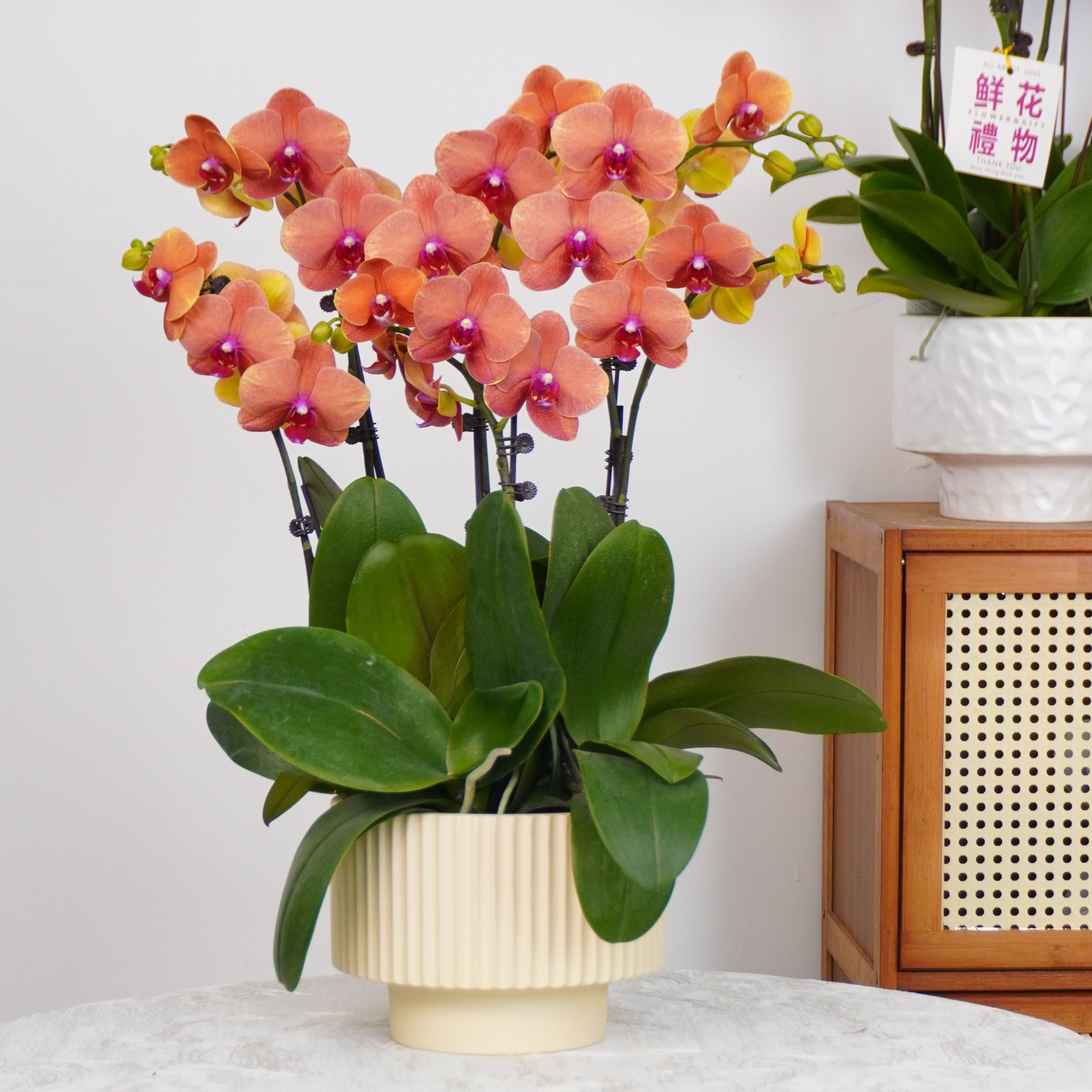 【金桔】蝴蝶兰四季好养精美花卉观果植物杂交兰卡特兰精兰花