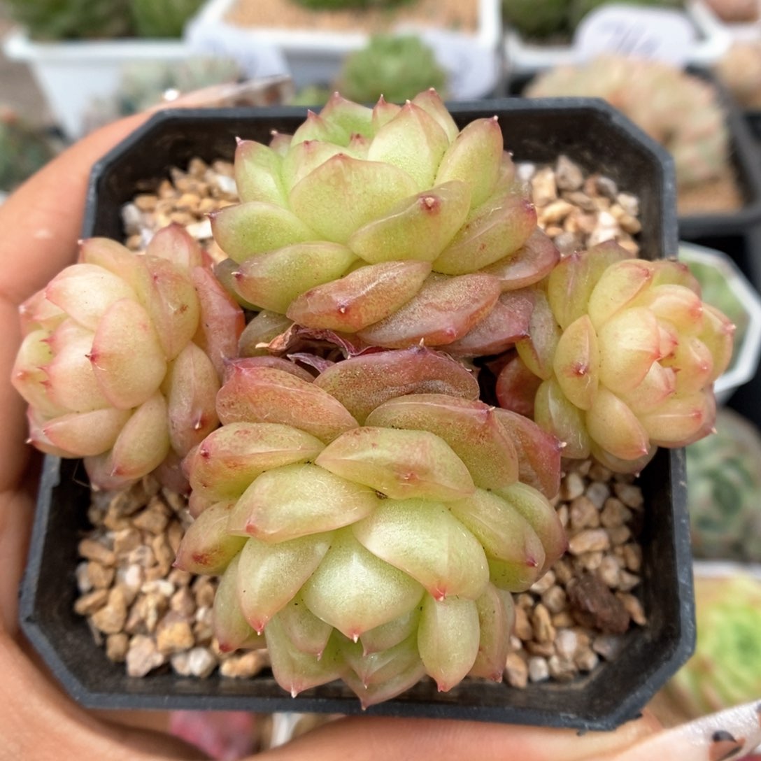 灯泡珍妮群生可拍573号。