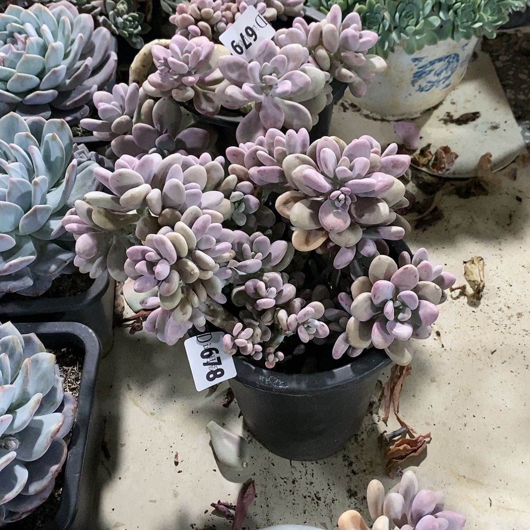 崽**678.379桃蛋多肉植物2颗