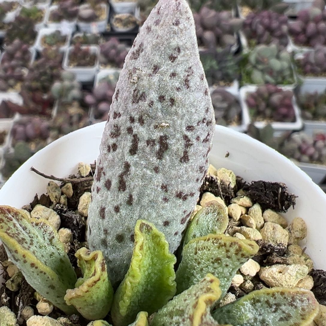 花岗岩大苗多肉植物水泡