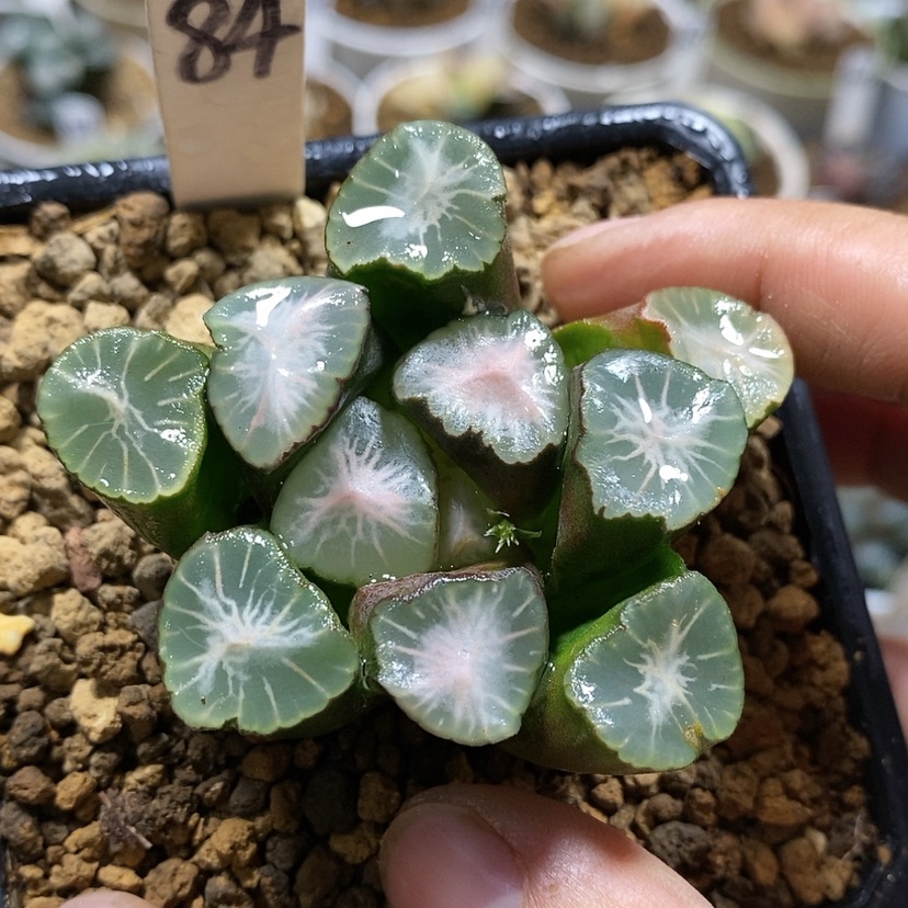 【闪购商品】84山之翠