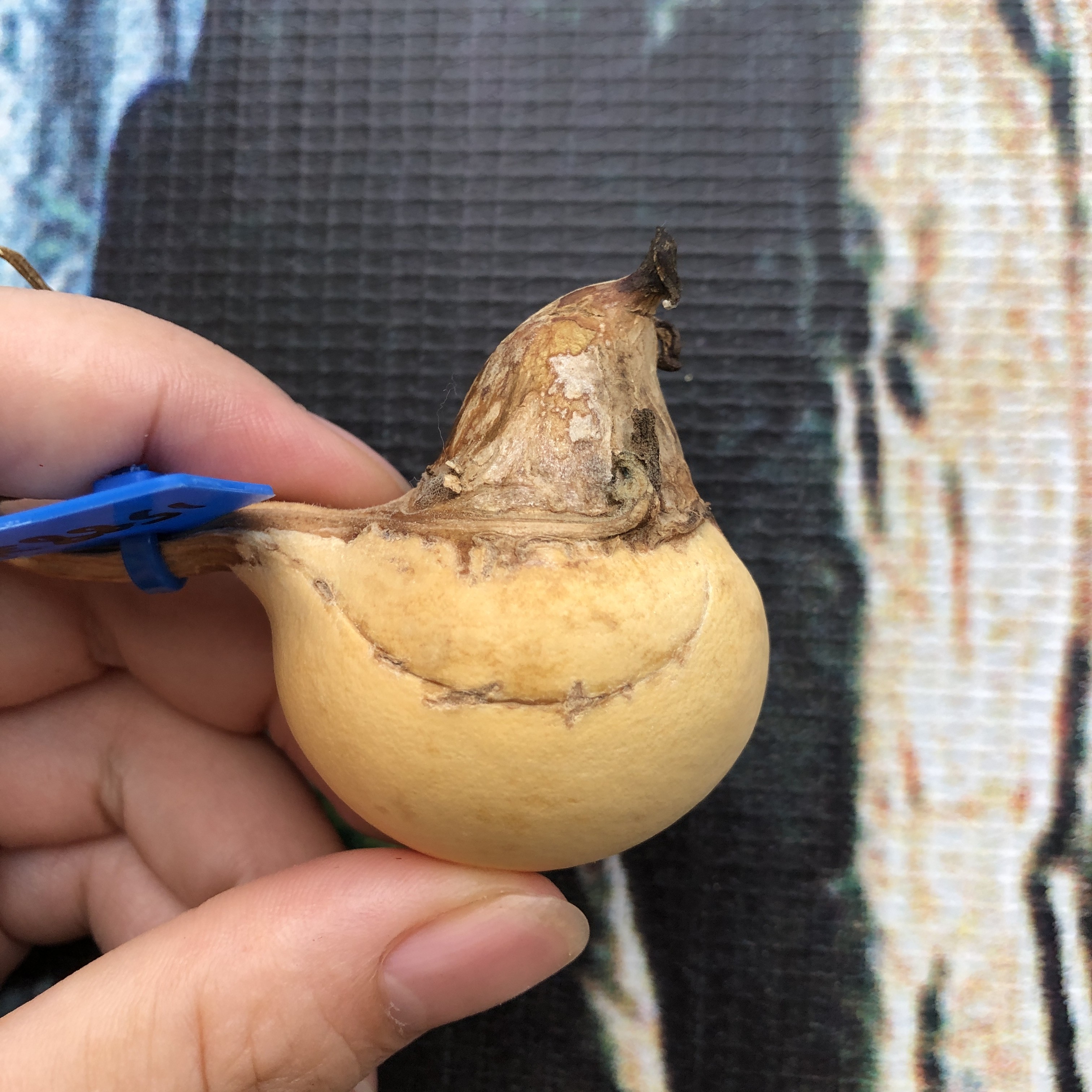元宝腰子，带筋，手把小腰子