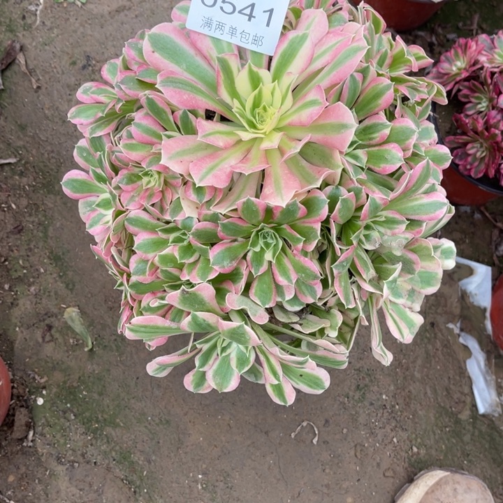 0541白凤的人多肉多