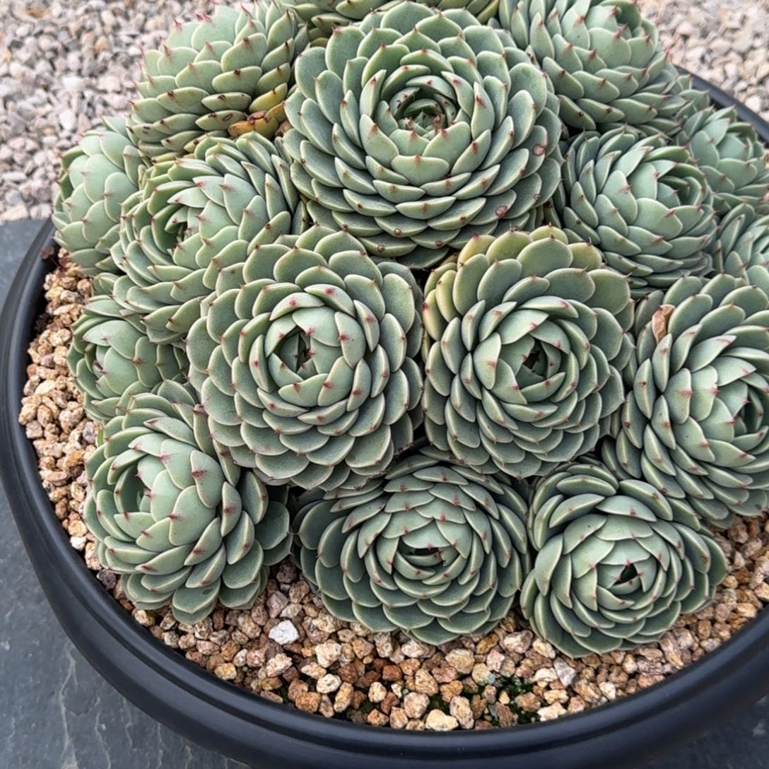 蓉***儿笨吧迪斯精品老桩