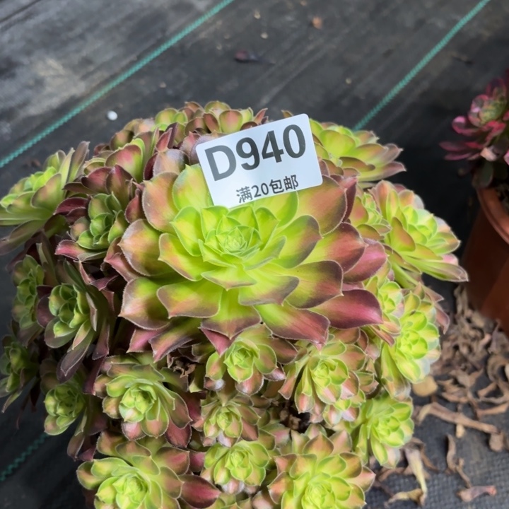 瑞妈一物一拍940