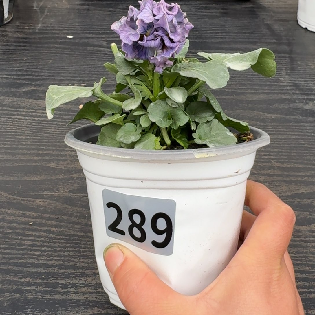 全部花朵289号礼服