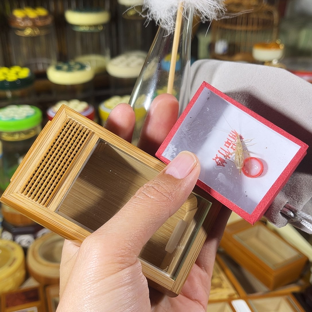 蟋蟀老竹竹蛉盒+过虫器+竹蛉+布套