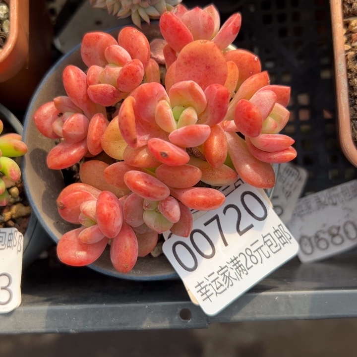 幸运儿是一位非常优秀且幸运的