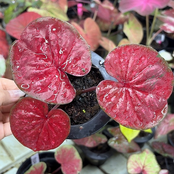 175-0213彩叶芋广东现货