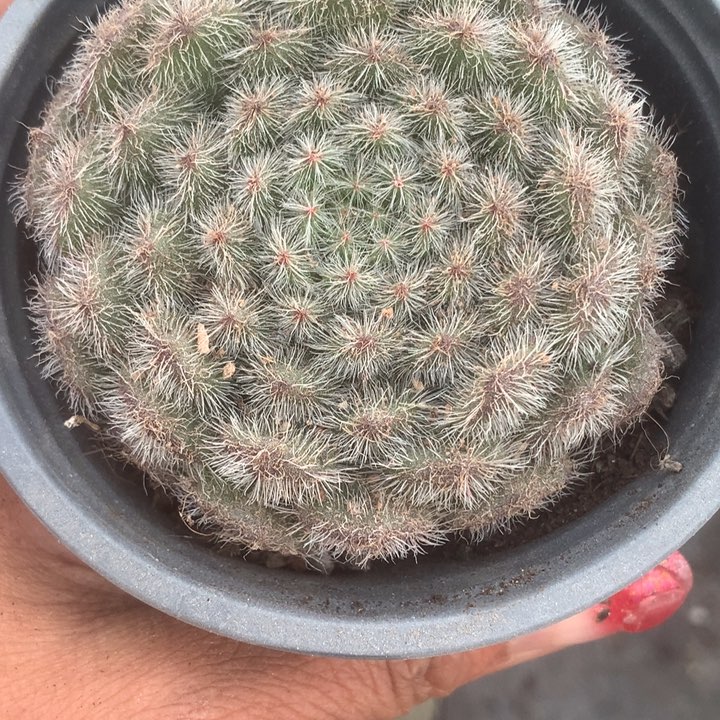 大猪猪。（满9.99包邮不满9.99发叶子）