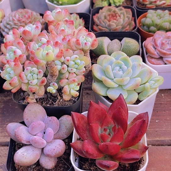 罗琦➕罗卡➕桃美人➕冰玉单头