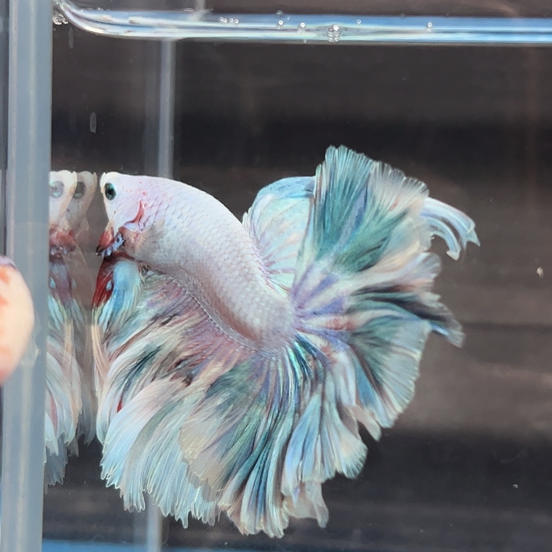 斗鱼67号粉绿色花瓣