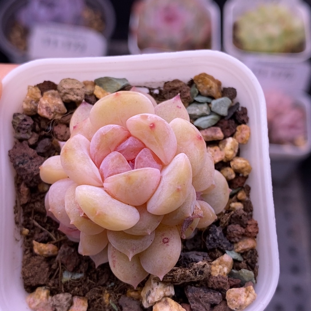 【闪购商品】23-215云岚