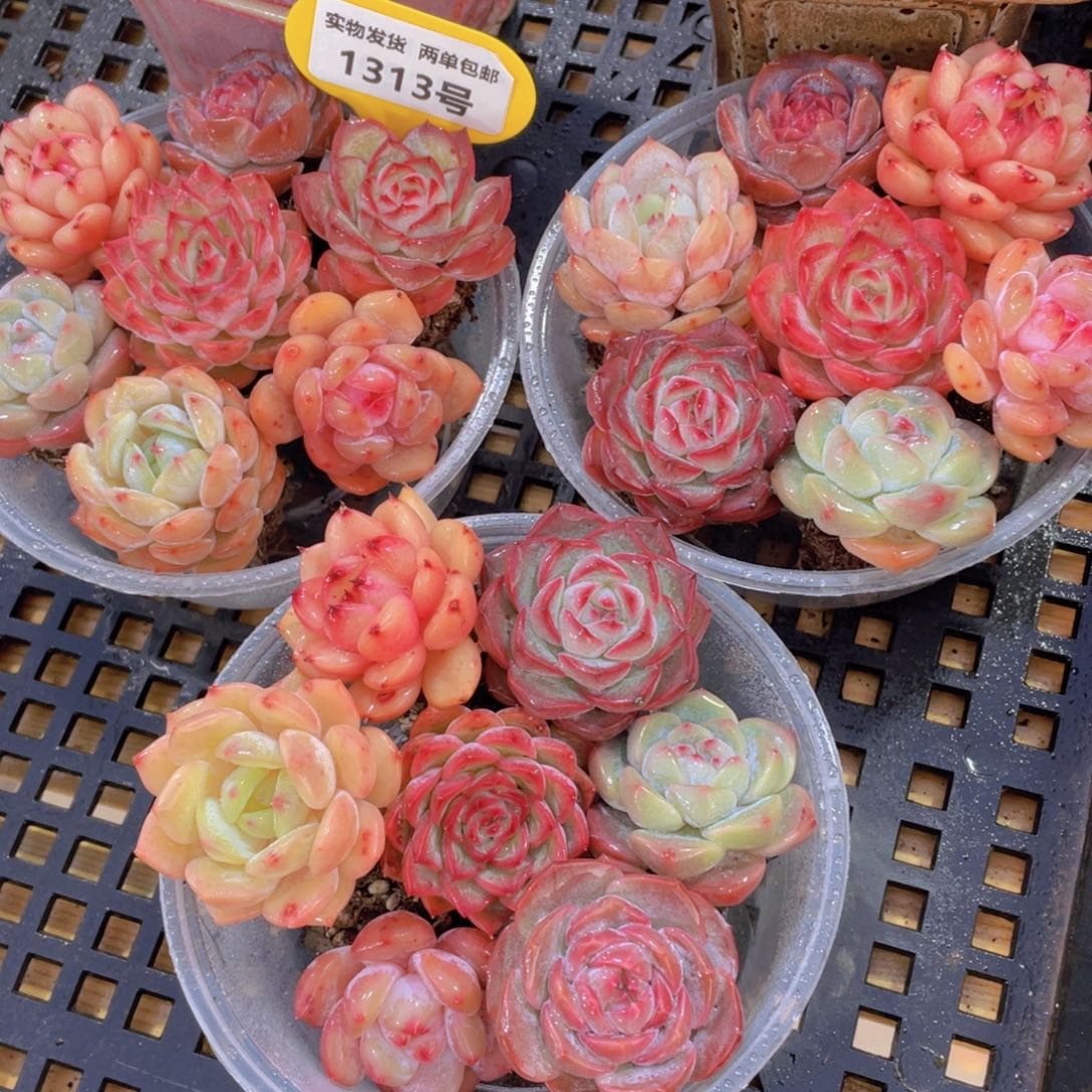 1313号 开播福利全状态精品美肉7个