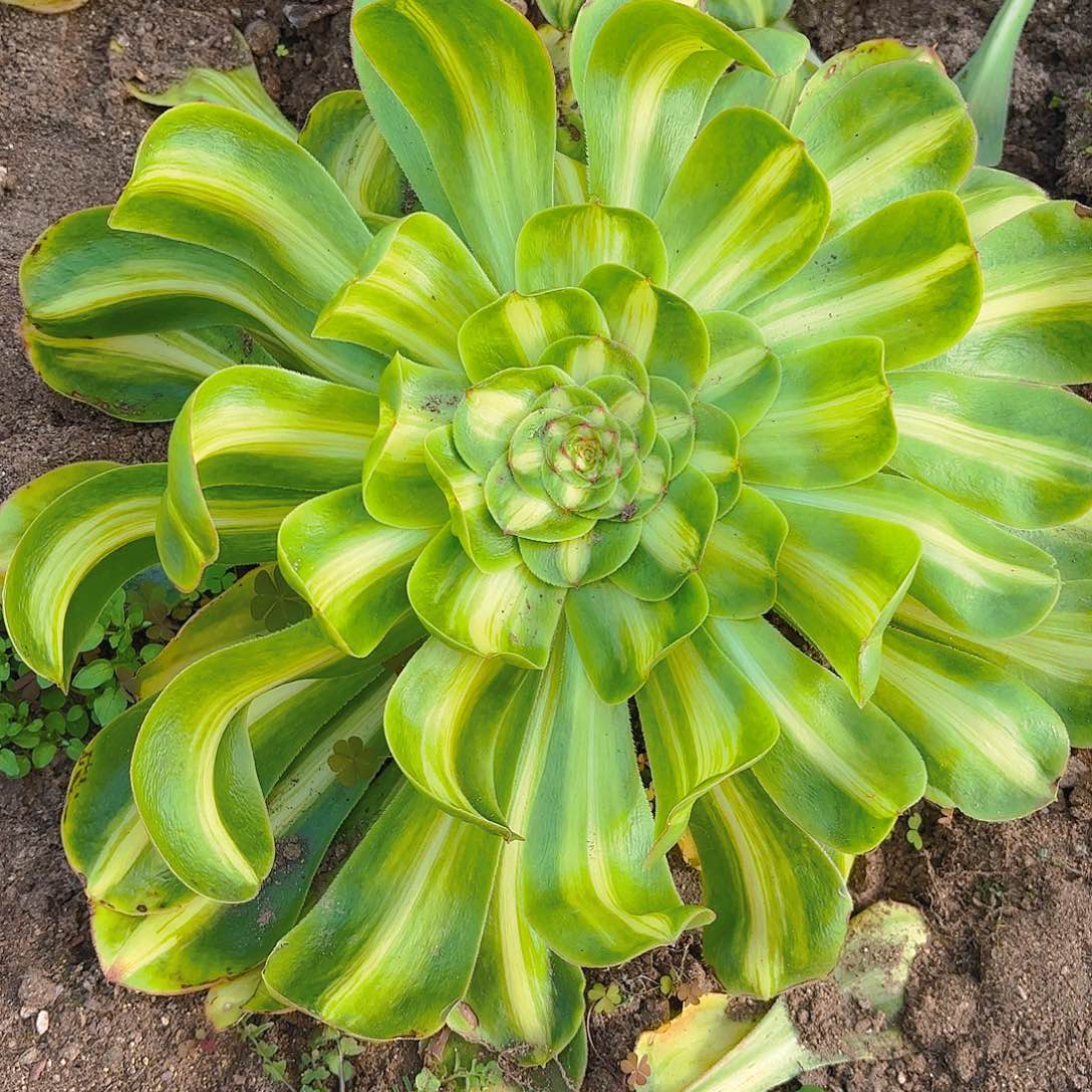 暴君大宽锦多肉植物