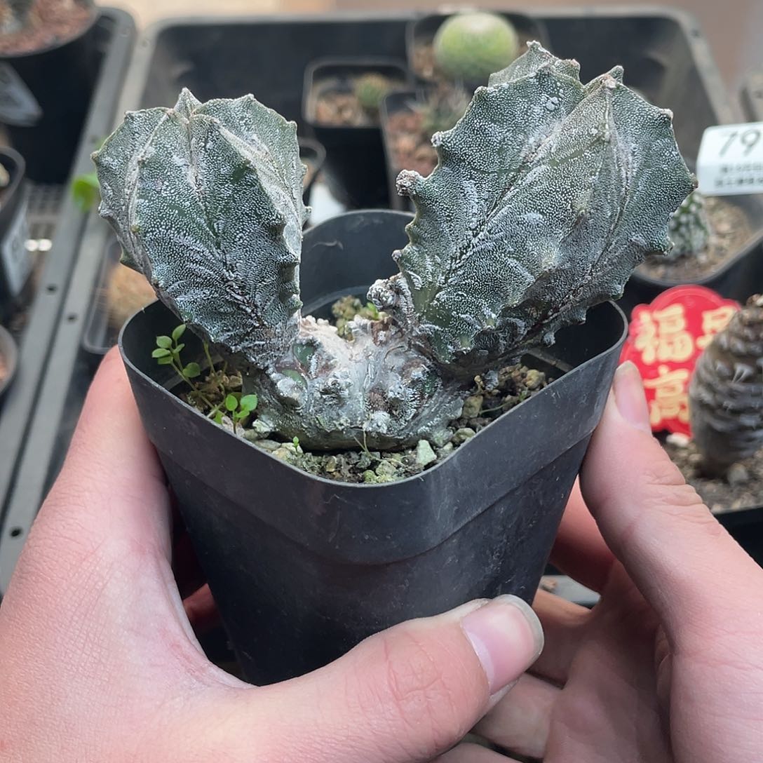 鸾凤玉石化（满18包邮）