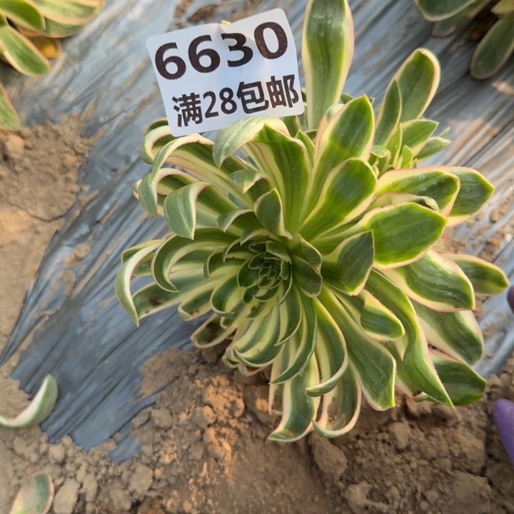 6630一号棚清莲多肉D