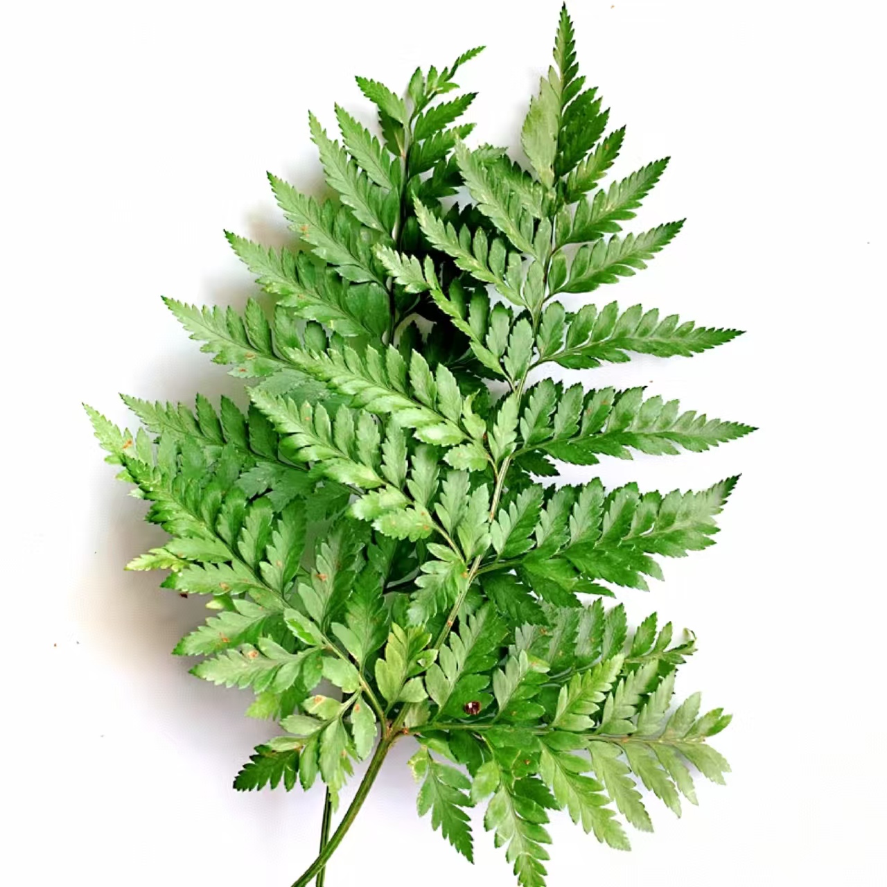 【买一送一】高山羊齿一把（一把10片）羊齿叶批发花店摆地摊基地