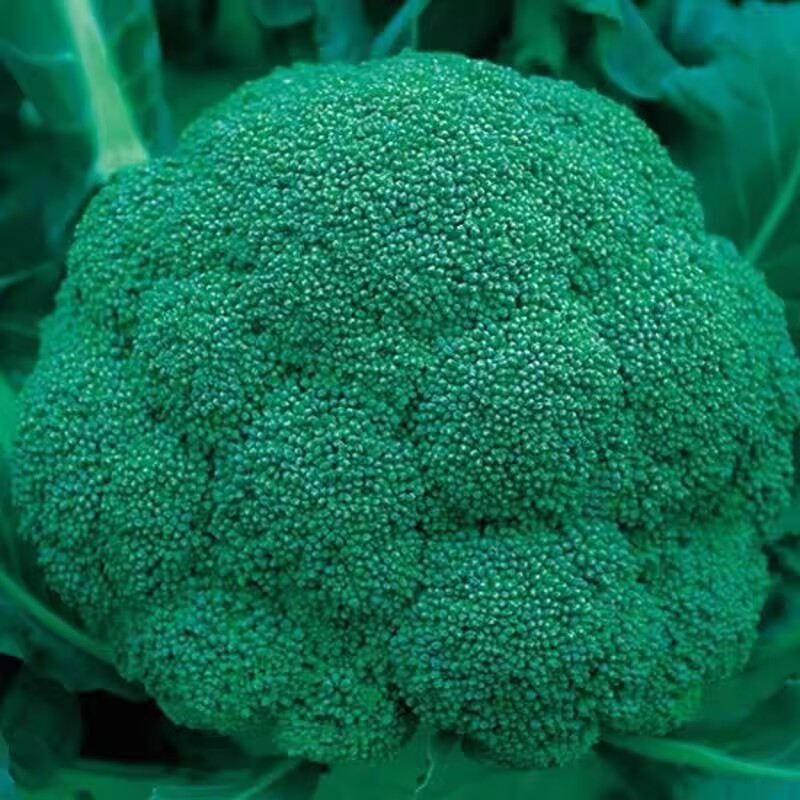 西兰花苗有机西蓝花秧苗花菜苗青花菜高产耐寒绿色花椰菜秋冬种植