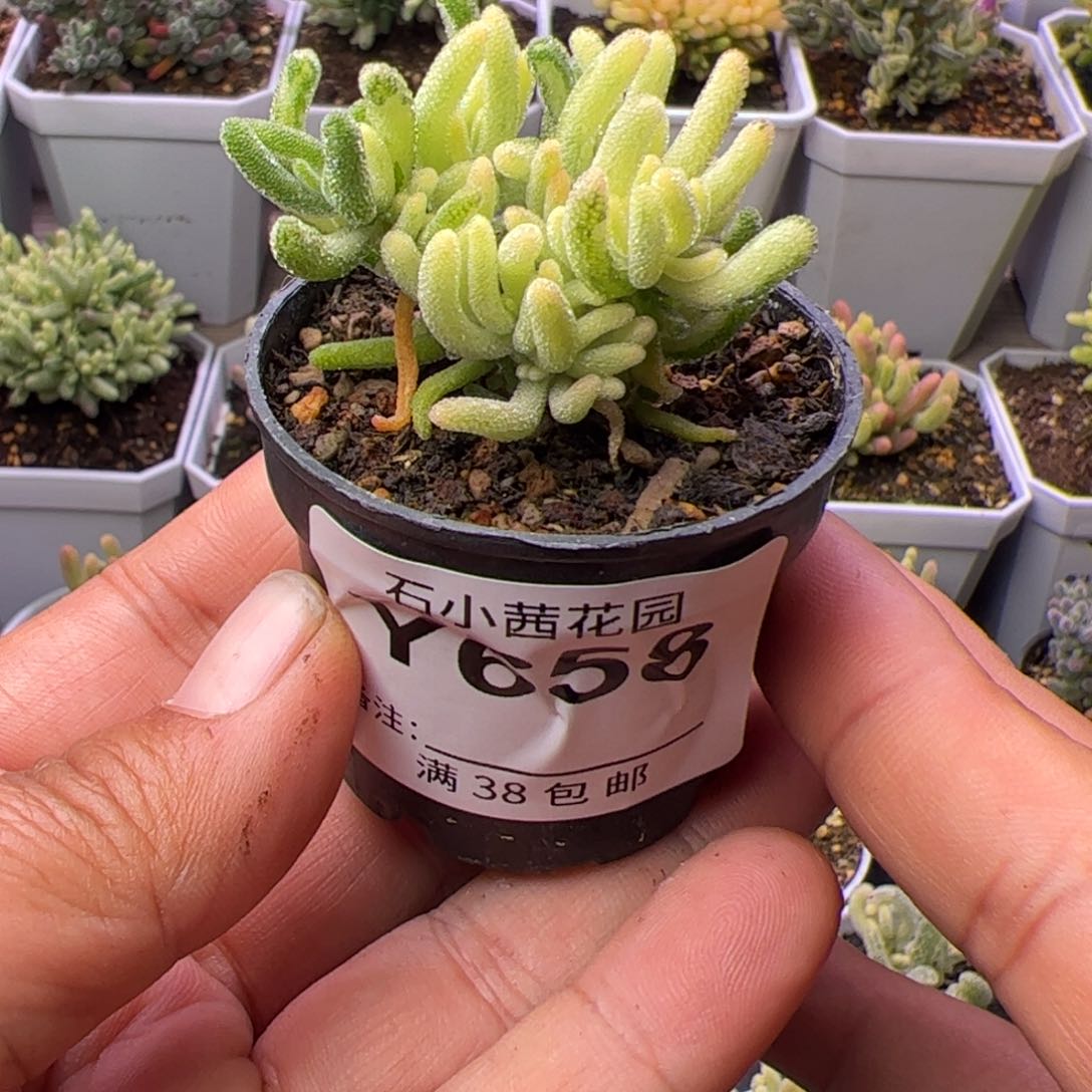 ?****多肉植物枝干荧光兔白锦