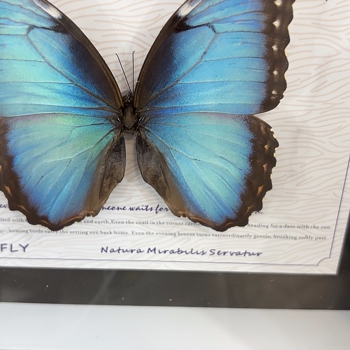 b***o蝴蝶标本定制546@