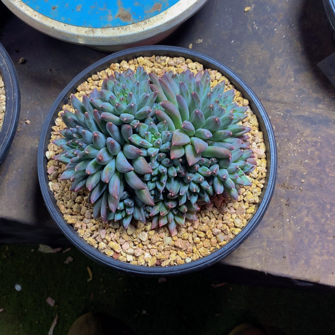 努****斯图尔特美人多肉植物