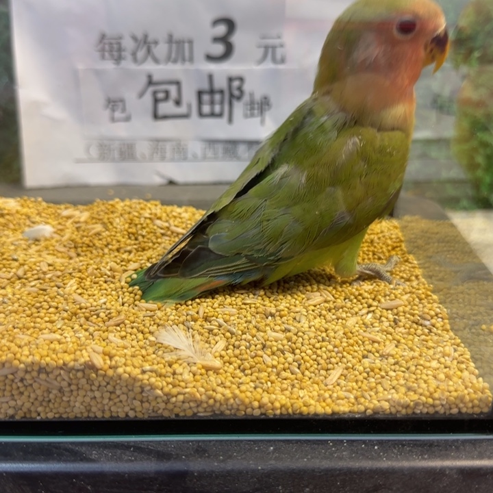 虎皮鹦鹉绿桃牡丹鹦鹉