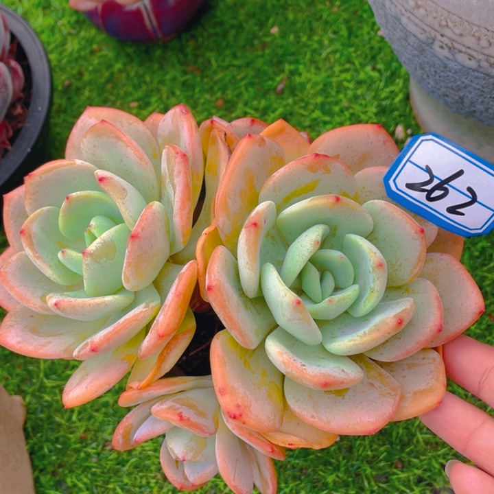 谢谢你的支持000000262