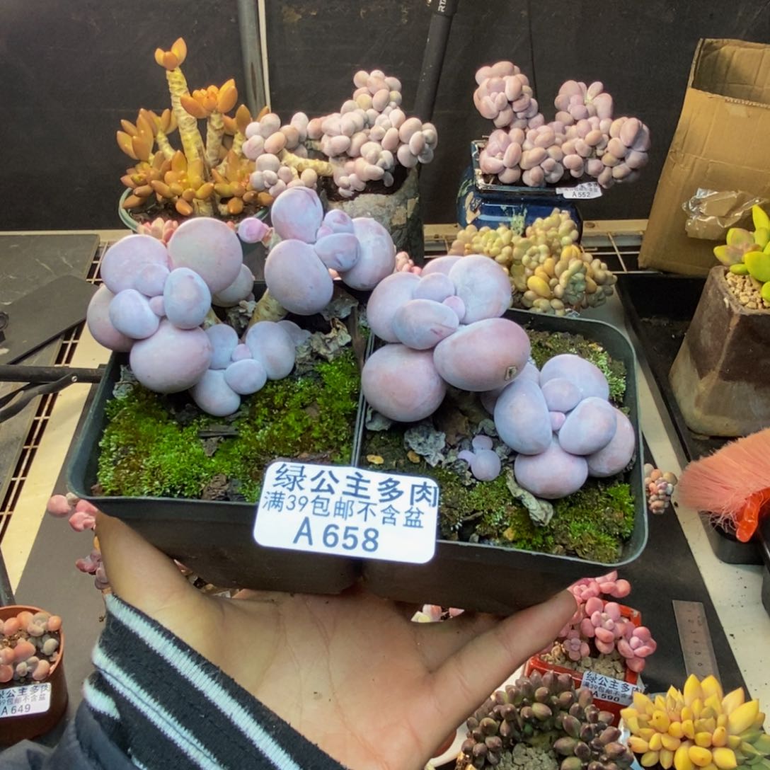 658芭比奶多肉两颗