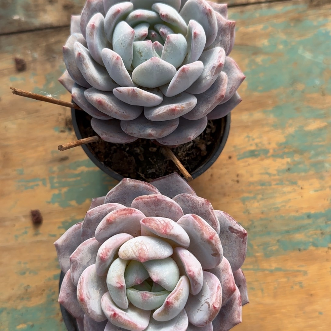 一物一拍单头橙子两个