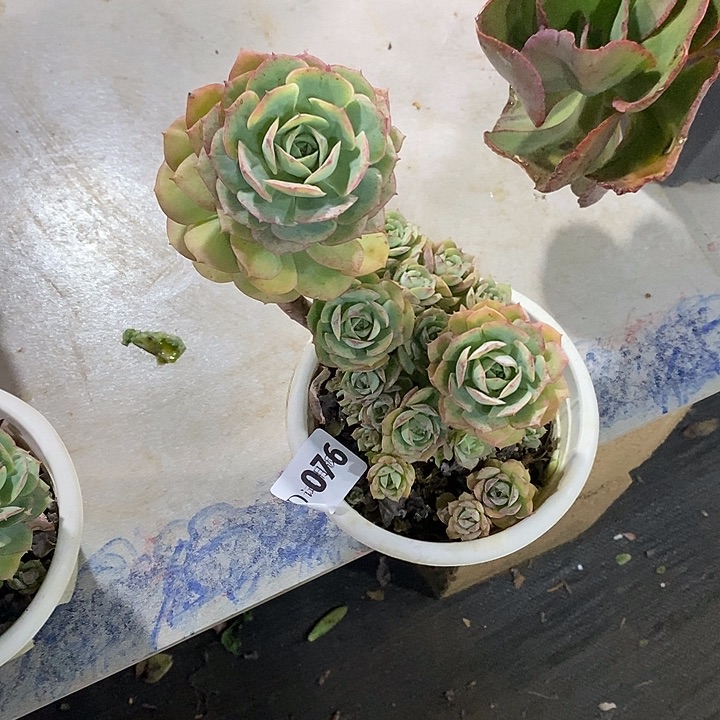 七***辰076克罗蒂亚多肉植物