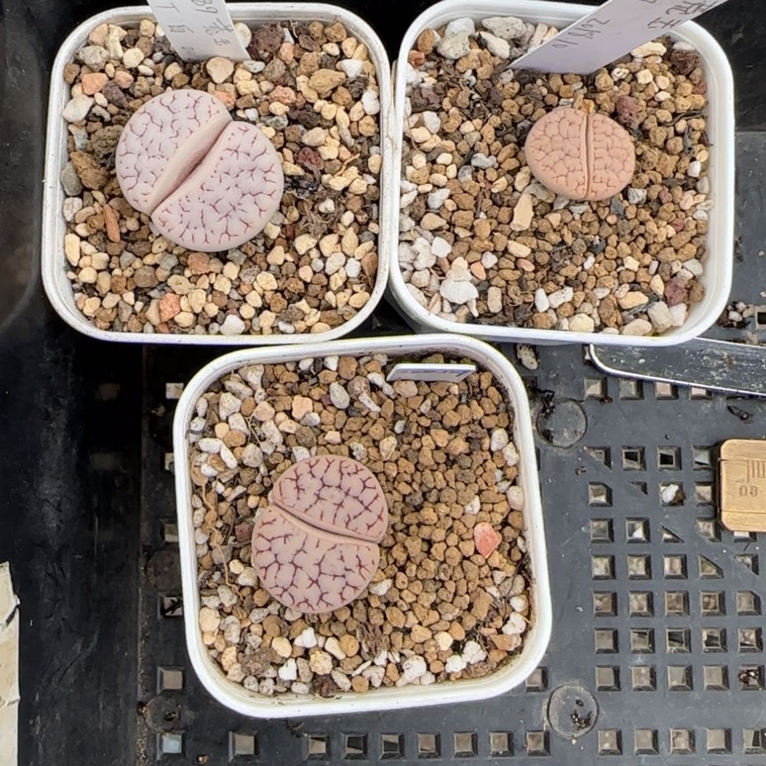 夏***➹11.8 .c189。.9038