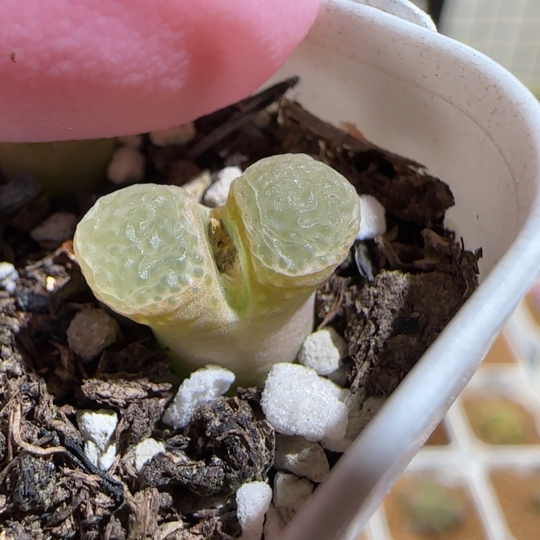 肉锥多肉植物组合-粉樱131