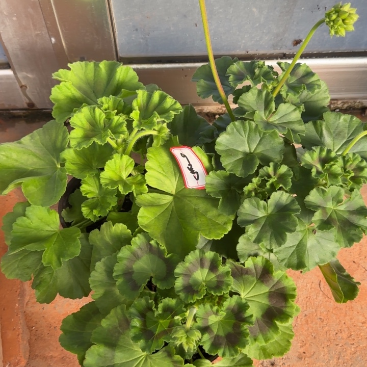 完全开放国旗红+857+罗莎琳达