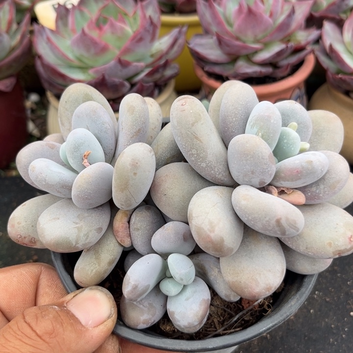 奶酪多肉植物营养丰富营养