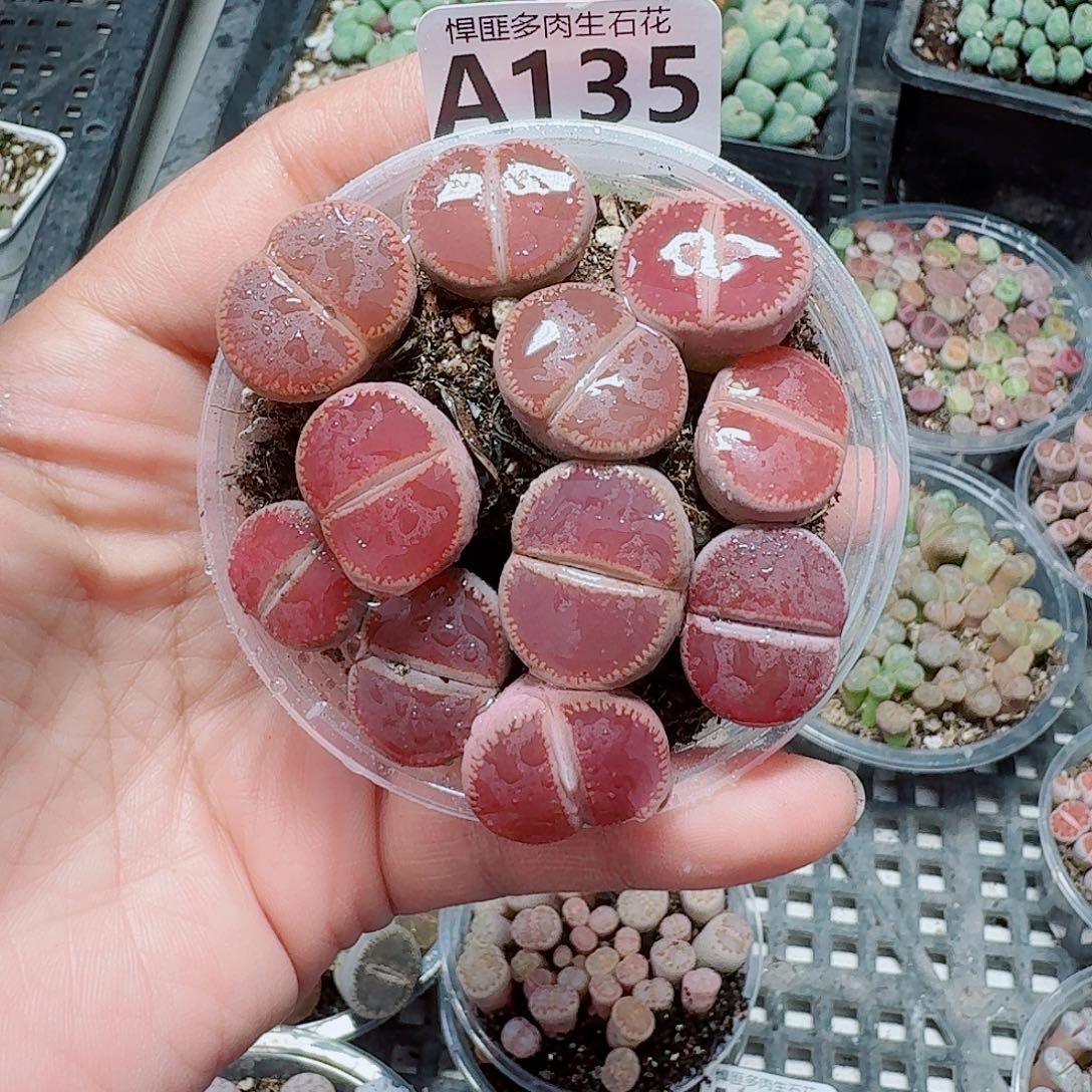 135多肉植物多肉植物