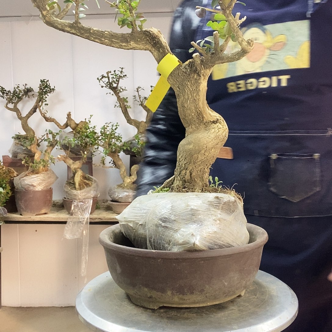 无花朵瓜子黄杨盆景盆栽植物盆栽